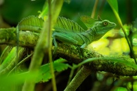 Bazilisek zeleny - Basiliscus plumifrons - Green Basilisk o8158